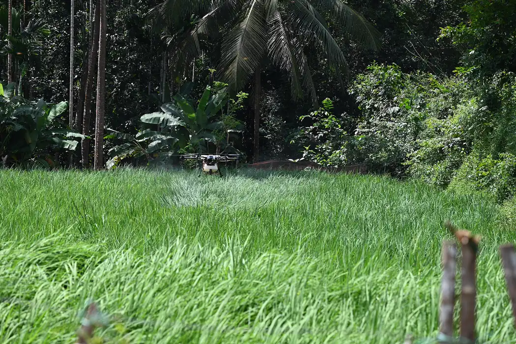 A crop-spraying drone hovering low over a green paddy field, with a fine mist of spray beneath it and trees behind