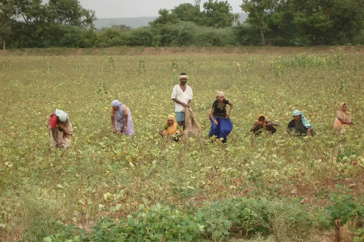 Farm workers, several of them women in saris, bending to tend a green crop field near Dharwad in Karnataka