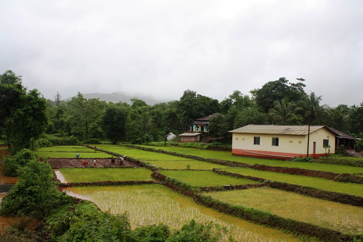Green rice paddies divided by earthen bunds beside a white village house, under a grey sky