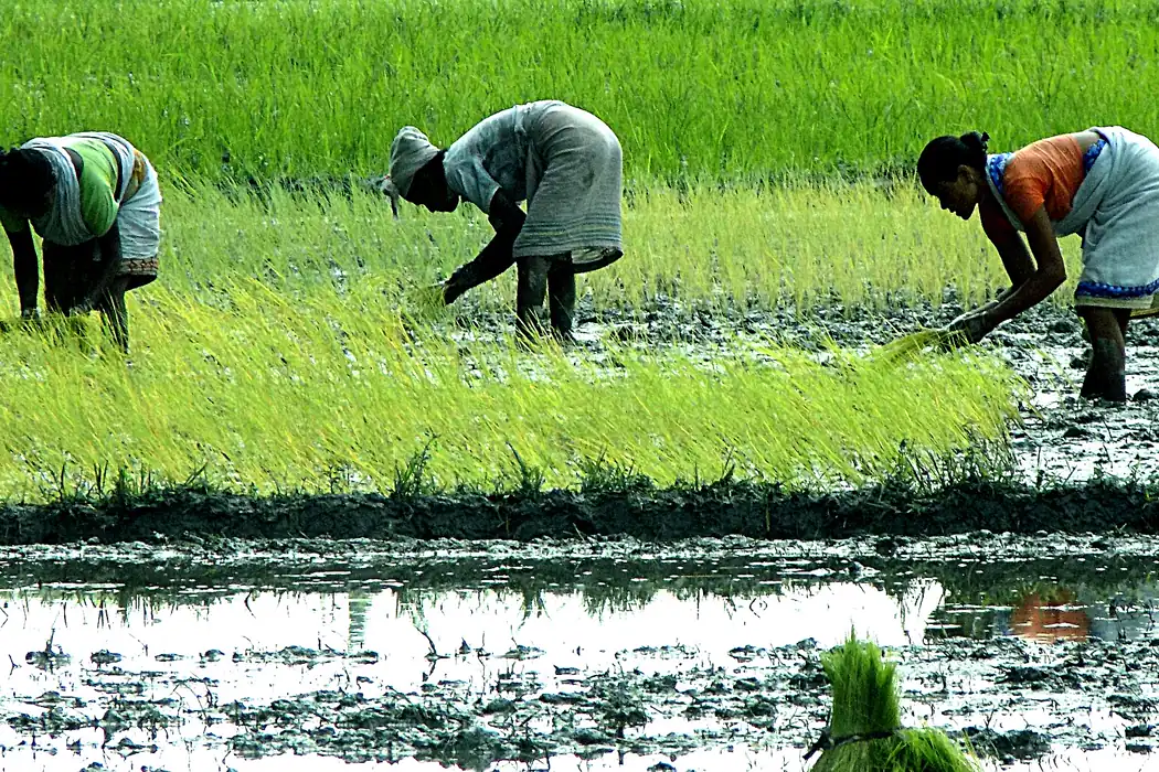 Women in saris bending in a flooded paddy field in Assam, planting bright green rice seedlings in rows