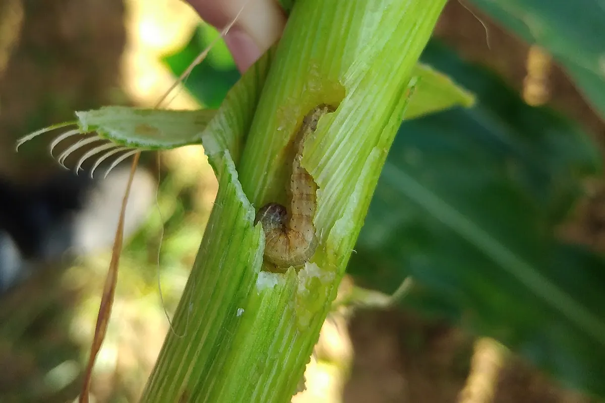 A fall armyworm caterpillar inside a hole it has bored in a green maize stalk
