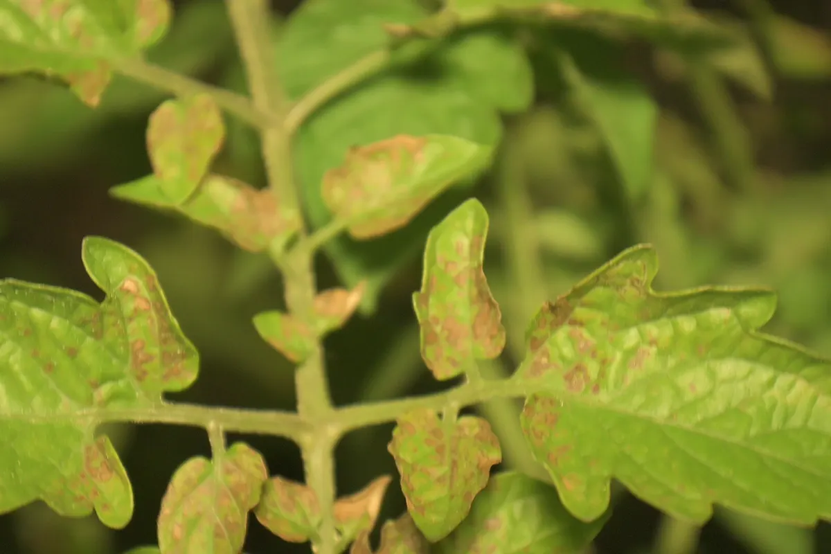 Close-up of tomato leaves covered in small brown spots, the symptom of septoria leaf spot